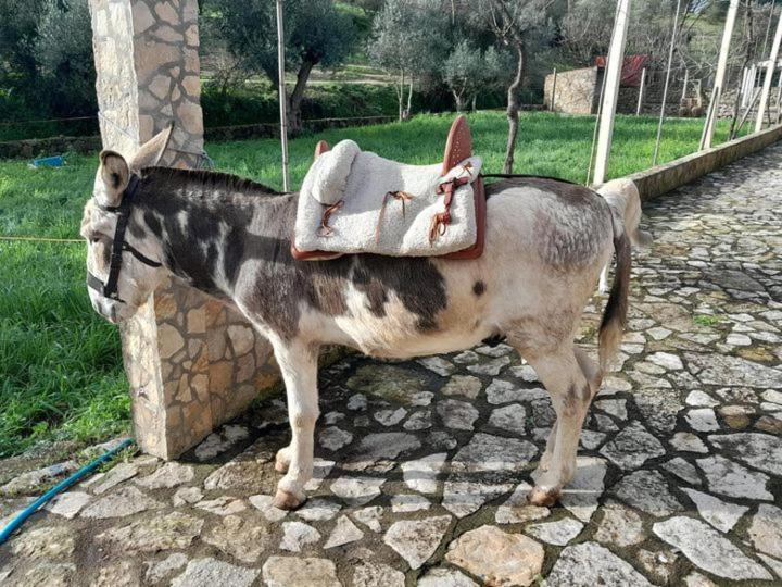 Pensjonat Quinta Ribeiro Tanquinhos Tancos Zewnętrze zdjęcie