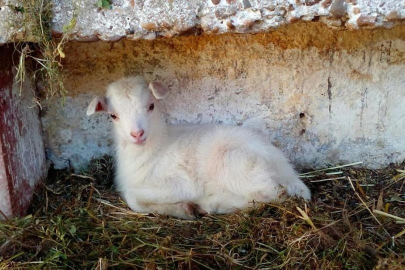 Pensjonat Quinta Ribeiro Tanquinhos Tancos Zewnętrze zdjęcie