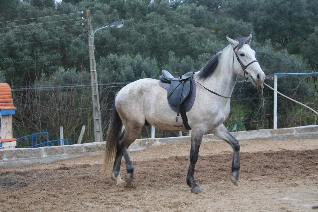 Pensjonat Quinta Ribeiro Tanquinhos Tancos Zewnętrze zdjęcie