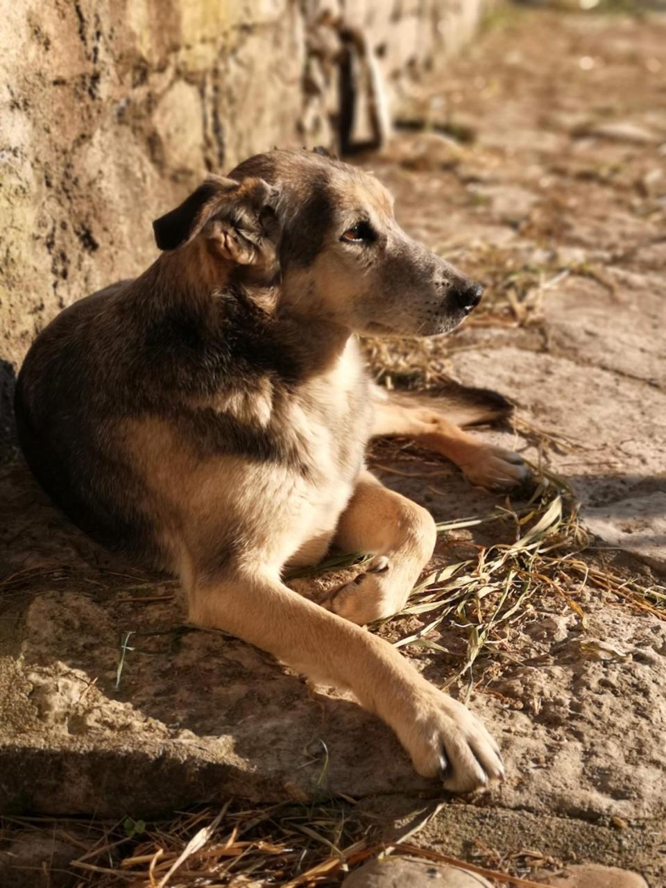 Pensjonat Quinta Ribeiro Tanquinhos Tancos Zewnętrze zdjęcie